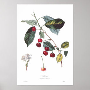 Cherry (Prunus cerasus) Poster