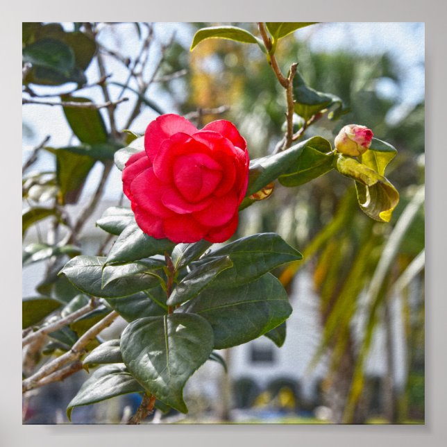 Cherry Red Camellia Flower and Bud Poster (Front)