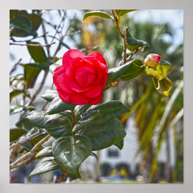 Cherry Red Camellia Flower and Bud Poster (Front)