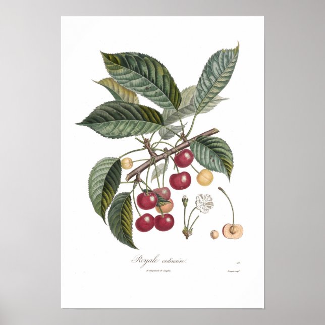 Cherry,Royale Poster (Front)