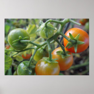Cherry tomatoes on the vine photo poster print