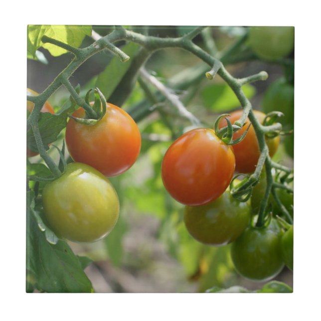 Cherry Tomatoes On Vine Nature Tile (Front)