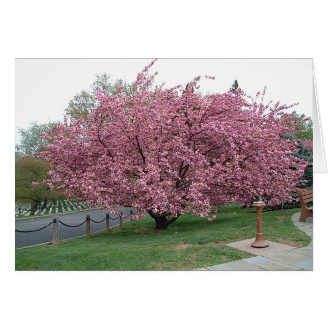 Cherry Tree (Front Horizontal)