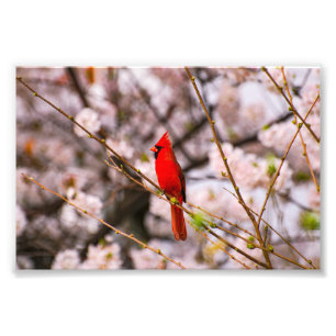 Cherry Tree Bird Photo Print
