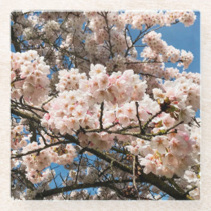 Cherry Tree in Bloom, Oregon Glass Coaster