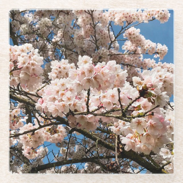 Cherry Tree in Bloom, Oregon Glass Coaster (Front)