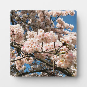 Cherry Tree in Bloom, Oregon Plaque
