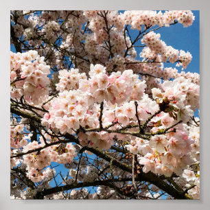 Cherry Tree in Bloom, Oregon Poster