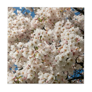 Cherry Tree in Bloom, Oregon Tile