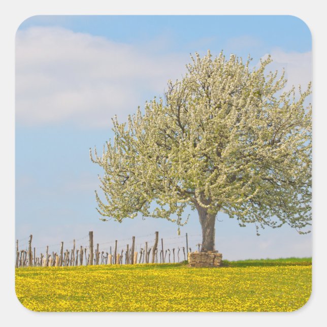 Cherry Tree In Spring Square Sticker (Front)
