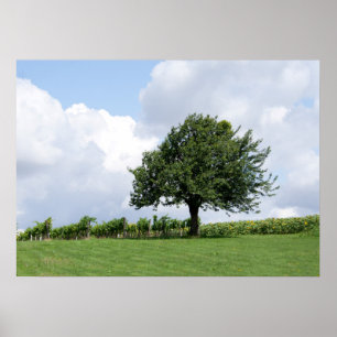 Cherry Tree In Summer Poster