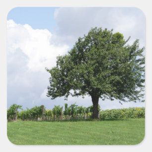 Cherry Tree In Summer Square Sticker