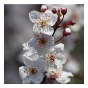 Cherry Tree Photo Print