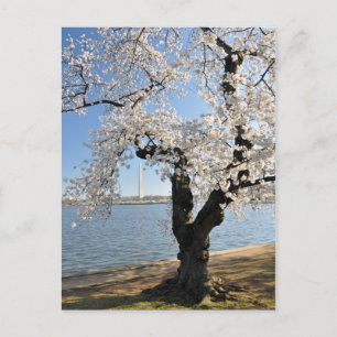 Cherry Tree with White Blossoms Postcard