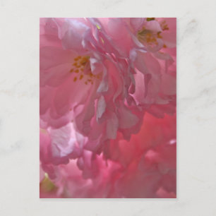 Cherry Trees Beautiful Pink Blossom Post Card