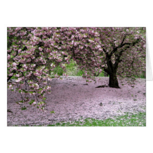 Cherry Trees Blossoms Spring in Central Park