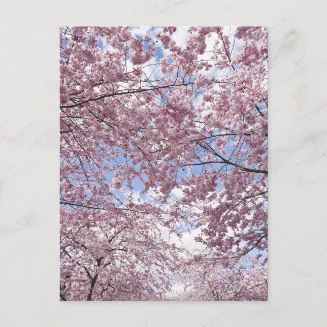 Cherry trees in blossom postcard (Front)