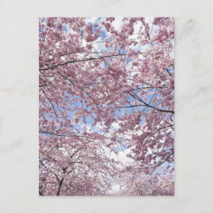 Cherry trees in blossom postcard