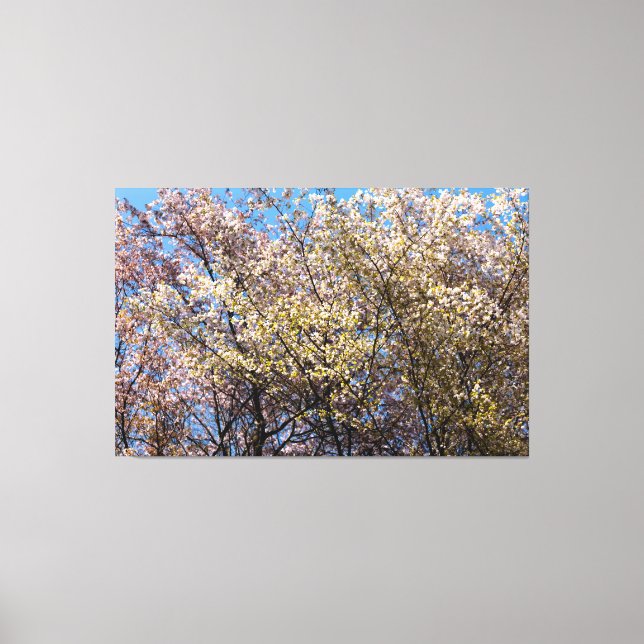 Cherry Trees In Full Bloom On A Warm Day Of Spring Canvas Print (Front)
