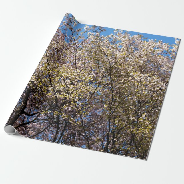 Cherry Trees In Full Bloom Wrapping Paper (Unrolled)