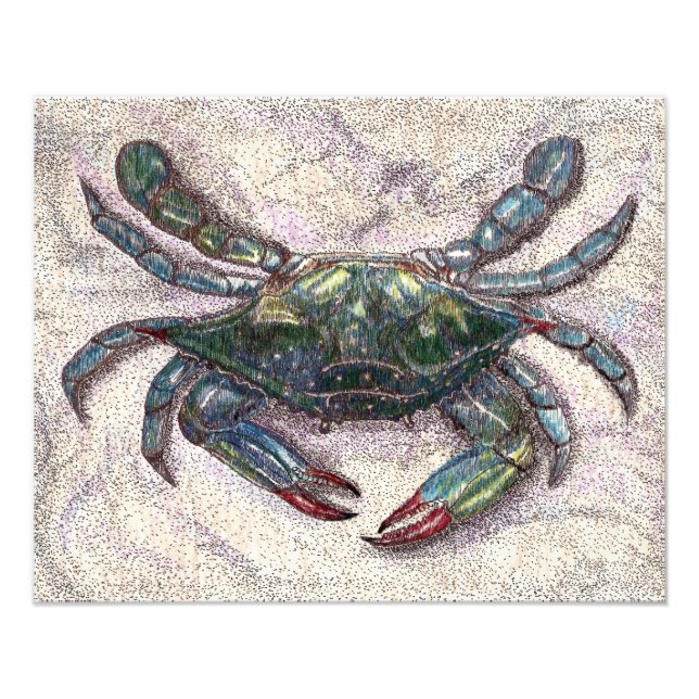 Chesapeake Bay Blue Crab Photo Print (Front)
