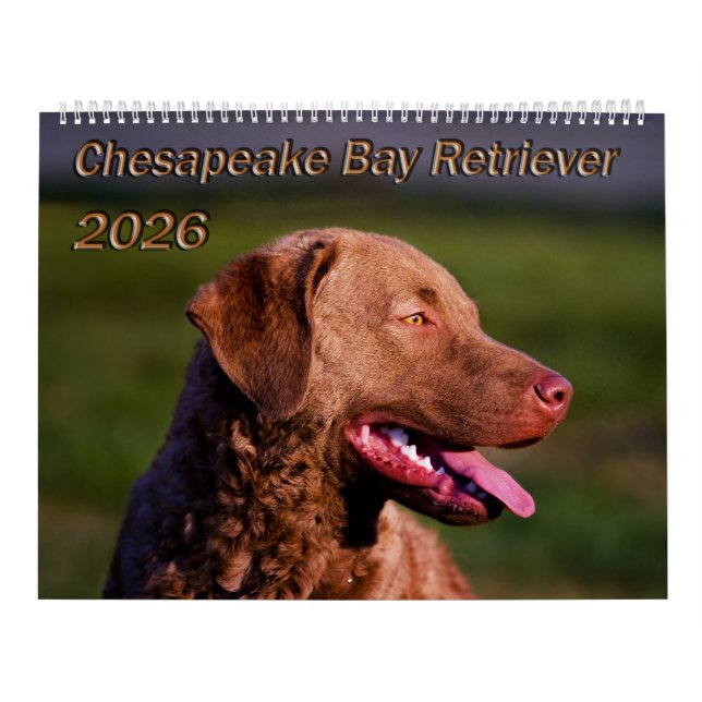 Chesapeake Bay Retriever 2026 Calendar (Cover)