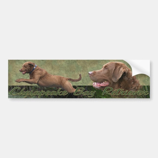 Chesapeake Bay Retriever bumpersticker Bumper Sticker (Front)