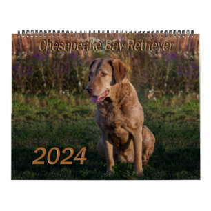 Chesapeake Bay Retriever Calendar 2024