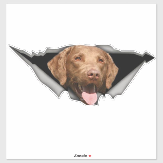 Chesapeake Bay retriever decal, Dog Sticker (Sheet)