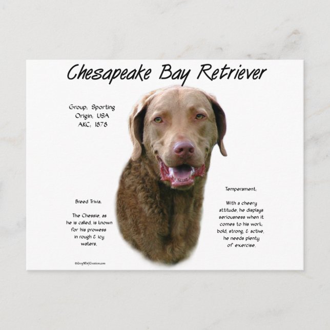 Chesapeake Bay Retriever History Design Postcard (Front)