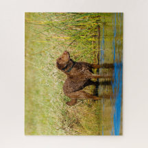 Chesapeake Bay Retriever Hunting Dog Jigsaw Puzzle