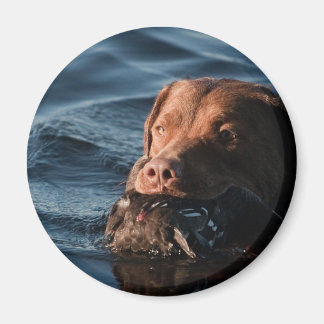 Chesapeake Bay Retriever Magnet