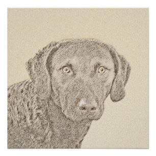 Chesapeake Bay Retriever Painting Original Dog Art Poster