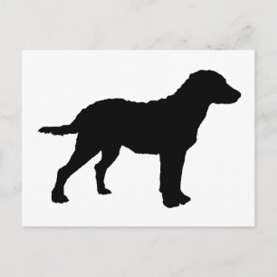 Chesapeake Bay Retriever Postcard