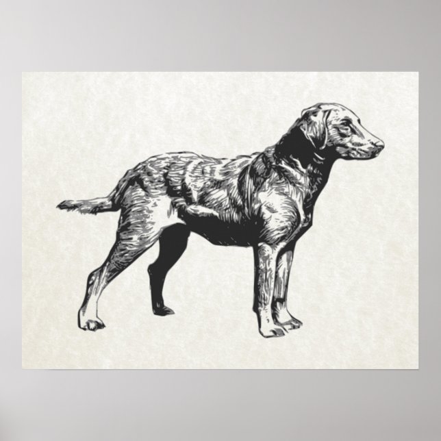 chesapeake bay retriever poster (Front)