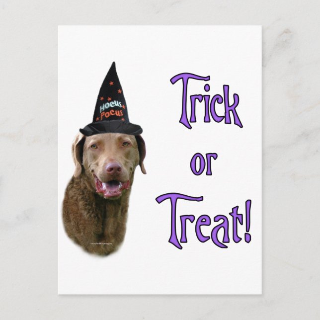 Chesapeake Bay Retriever Trick Postcard (Front)