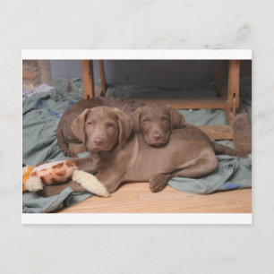 Chesapeake Bay Retrievers Postcard
