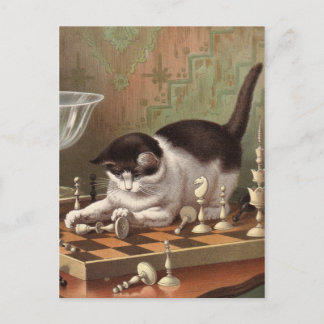 Chess Cat postcard