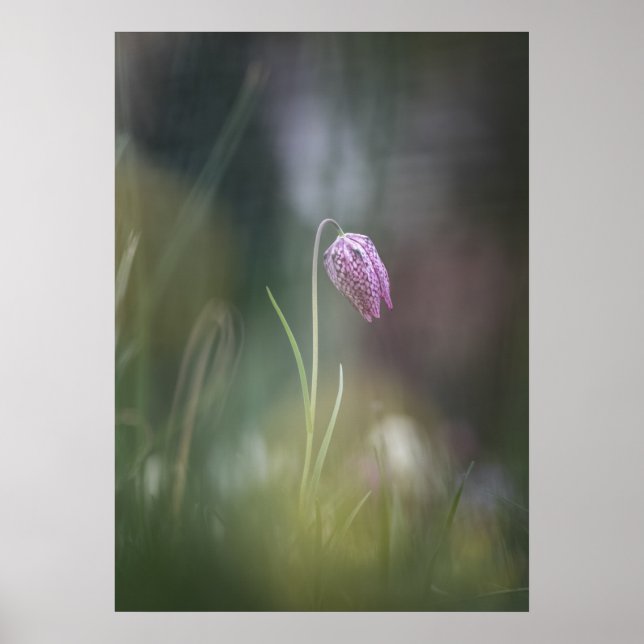 Chess Flower Nature Photo Poster (Front)