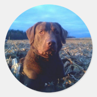 Chessie Classic Round Sticker