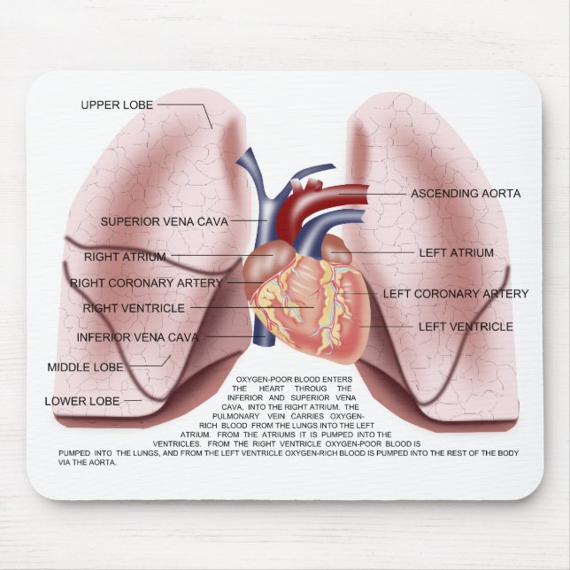Chest anatomy mouse pad (Front)