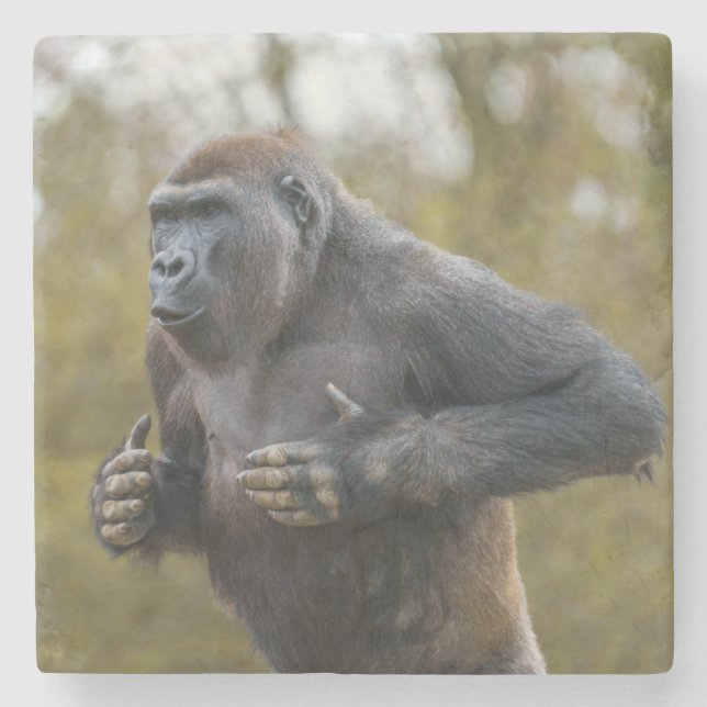 Chest Beating Gorilla Stone Coaster (Front)