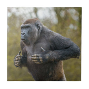 Chest Beating Gorilla Tile