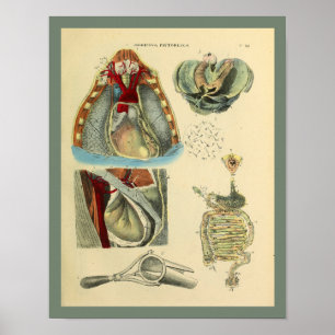 Chest Heart Lungs Anatomy Medical Art Print
