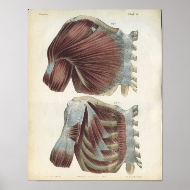 Chest & Shoulder Muscles Anatomy Print (Front)