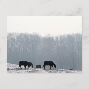 Chester County, Pa Postcard