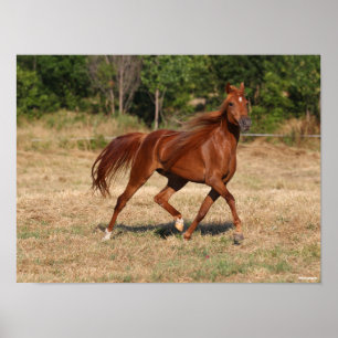 Chestnut Arab Running Mane and Tail Flowing Poster