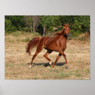 Chestnut Arab Running Mane and Tail Flowing Poster