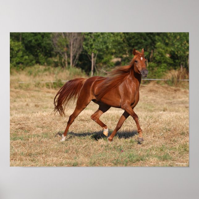 Chestnut Arab Running Mane and Tail Flowing Poster (Front)
