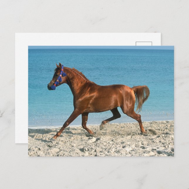 Chestnut Arab Stallion Running on Beach Postcard (Front/Back)